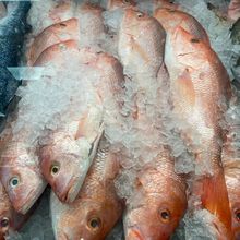 Premium Frozen Snapper With Reliable Bulk Supply And Safe Frozen Packaging