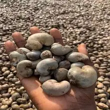 Raw Cashew Nuts (RCN)