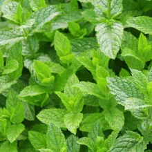 Menta