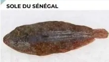 LENGUADO SENEGAL PEIXE / LENGUA / SUELA DE TIGRE / SUELA DE PIEDRA