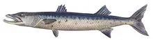 BARRACUDA