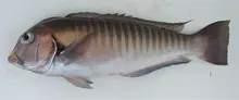 Blanquillo cebra / Atún listado / Camarón tigre / Camarón rosado / Pez vela