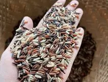 HEALTHY RICE