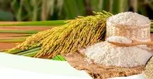 Long white rice