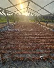 Granos de cacao