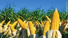 Milho Amarelo GMO
