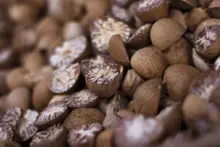 Noz de Betel