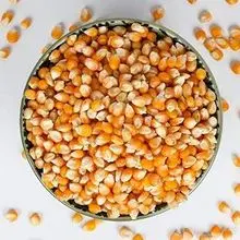 Descrição de Milho Amarelo para Alimentação Animal