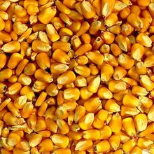 Descripción del maíz amarillo para suministro a granel