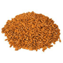 Trigo blando rojo invierno Exportación de ingredientes alimentarios a granel FOB Durban Sudáfrica Mayorista