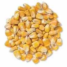 Corn Seeds – Drought-Tolerant Hybrid, High-Yield, FOB Durban SA