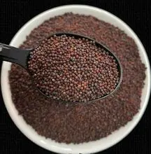 黑芥子——最高ITC强度，烹饪级德班南澳