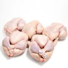 Frango Halal Congelado Integral Grau A FOB Durban, África do Sul Oferta de Exportação Atacadista