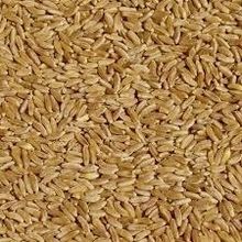 Kamut Khorasan Wheat – ≥17% Protein, Selenium-Rich, Organic Grade SA