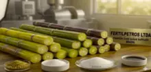 imagem dos produtos
