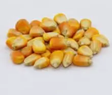 YELLOW CORN ANIMAL  CONSUMPTION