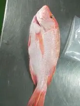 PARGO ROJO