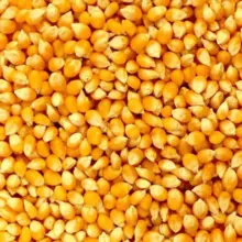 CORN