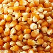 Dried Yellow Corn / 干黄玉米