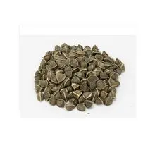 Semillas de moringa con larga vida útil 