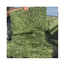 Feno de alfafa de alta qualidade para alimentação animal 