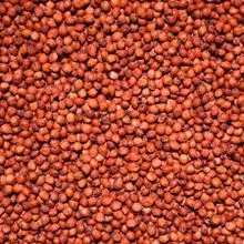 Sorgo rojo