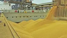 Soja GMO