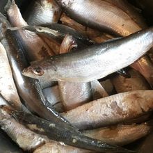 Power Deal Herring Fish High Protein Seafood for Food Supply and Wholesale Business