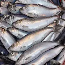 Royal Quality Herring Fish Fresh Rich Taste Seafood for Catering and Grill Cooking
