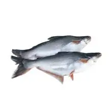 Mega Offer Pangasius Fish Fresh Frozen Seafood for Fry Grill BBQ and Hotel Restaurant Cooking