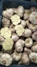 garlic