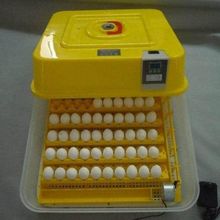 ovos de papagaio férteis à venda