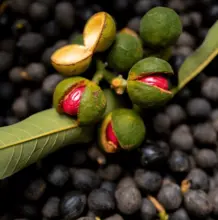 Manteiga de Ucuuba