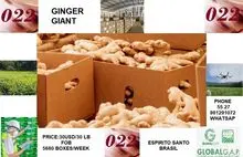 Gengibre