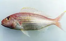Breme de Aleta de Hilo de Qualidade Premium (Ikan Kurisi / Nemipterus spp.) – Capturado na Natureza e Processado sob Medida para Exportação