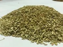Semillas de Hinojo de Egipto