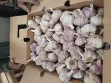 Alho (Allium sativum)
