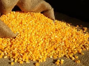 GMO and NON-GMO Corn