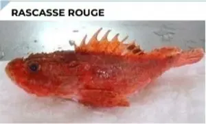 PEIXE RASCASSE ROUGE / RASCASSE BARBET