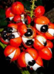 巴西的农业产品