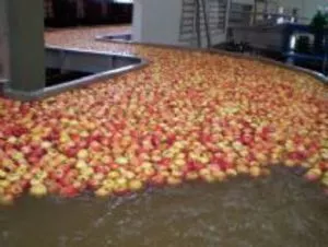 红富士苹果和联欢晚会