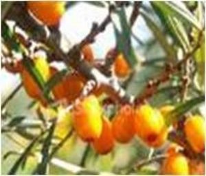 Mar Cápsula De Óleo De Espinheiro