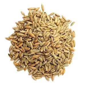 Wholesale Supplier Of Bulk Fresh Stock of Organic Rye Grains 