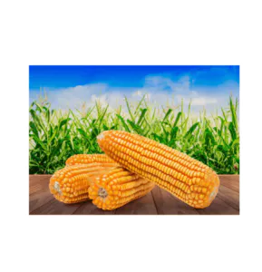 Dried Yellow  Corn Grains Experienced Fresh Yellow Corn Kernel...