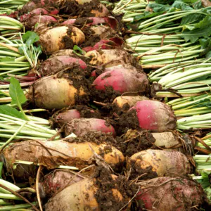  High-Quality Sugar Beets for Sugar Production