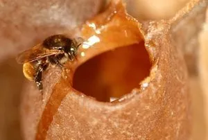 Propolis