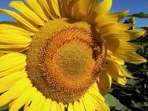 miel, productos agropecuarios