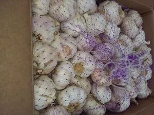 Alho Chines 5-5 e 6-5