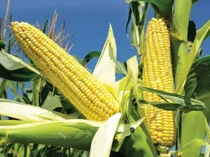 Yellow Corn & White Corn/Maize for Human & Animal Feed 