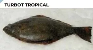 热带大菱鲆 / 图 / 大菱鲆